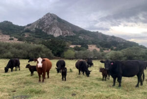 Hinterland Institute Cattle
