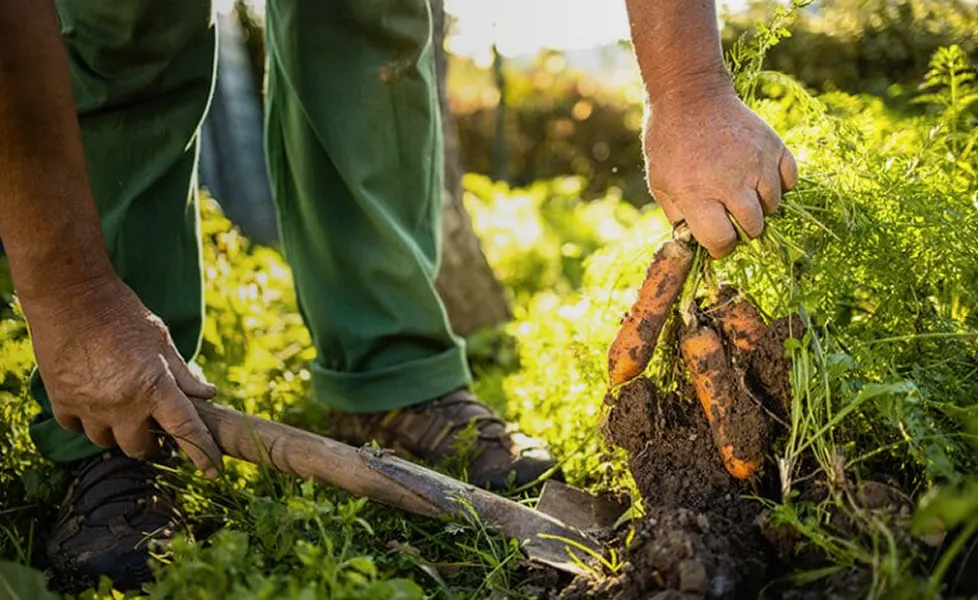 Lake Seneca Irrigation Photo